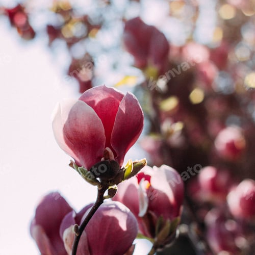 Preview: Pink Magnolia Blossoms Blooming in Natural Light