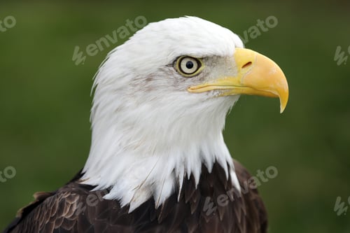 Preview: Bald Eagle