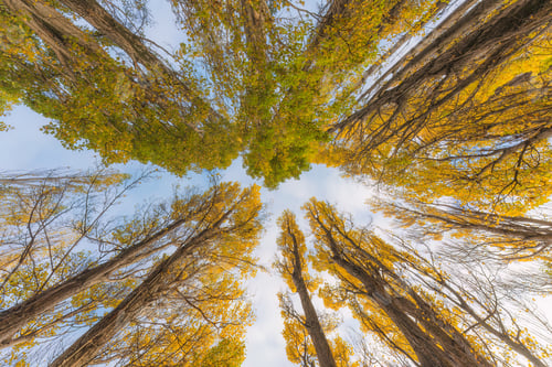 Preview: Yellow leaves of pine tree in autumn forest
