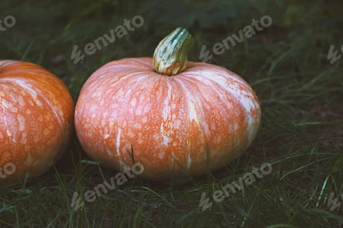 Preview: Freshly picked homegrown organic orange pumpkins.