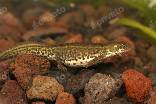 Preview: Closeup of an aquatic pregnant Italian newt (Lissotriton italicus)