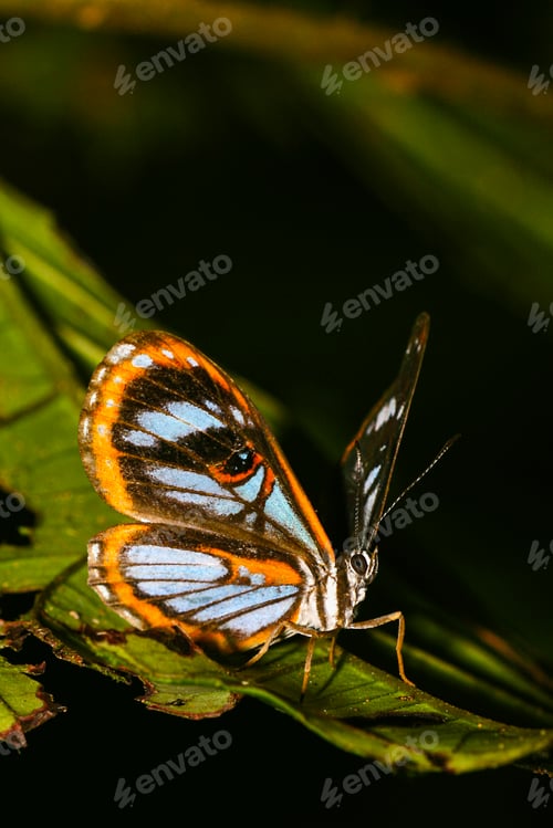 Preview: Tropical Butterfly, Amazonia