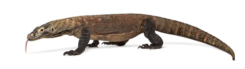 Preview: Komodo Dragon sticking the tongue out, isolated on white