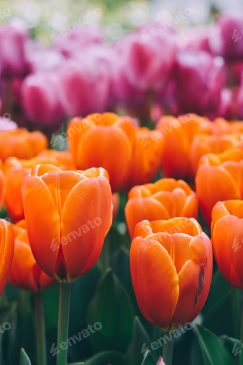 Preview: Orange and pink tulips