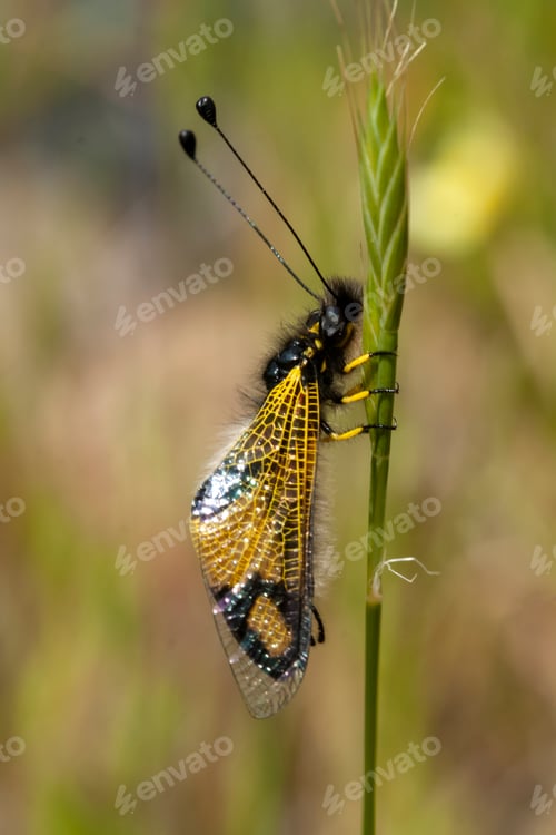 Preview: Owly sulphur (Libelloides coccajus) rare insect species resting