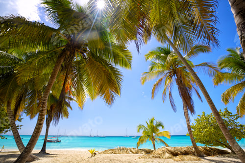 Preview: Tropical sand beach