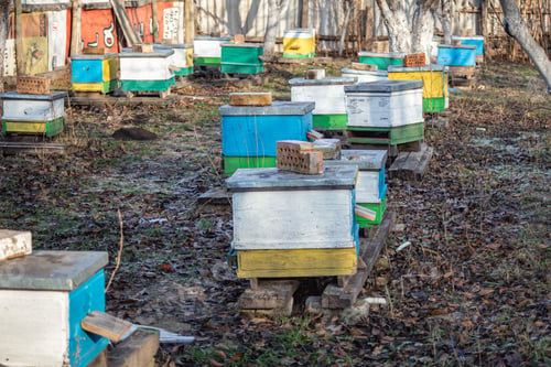 Preview: Preparing bees for wintering. Hives on apiary in December in Europe. old apiary of multi-hull hives