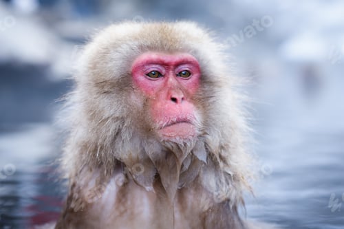 Preview: Macaqus in Nagano, Japan
