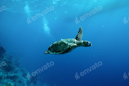 Preview: Emerald Dreams Gliding Through the Endless Azure of the Red Sea