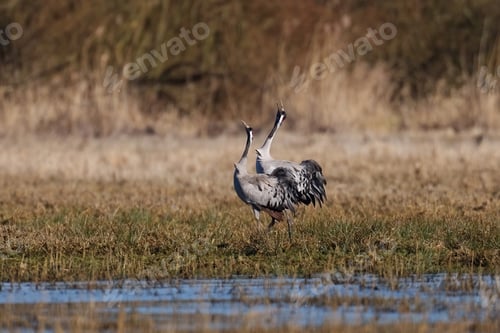 Preview: Common crane (Grus grus)