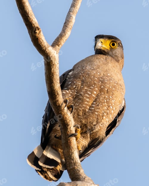 Preview: Crested serpent eagle perch on a branch. Bird of prey close-up photograph.