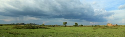 Preview: Meadow at Lake Anapa - Uganda, Africa
