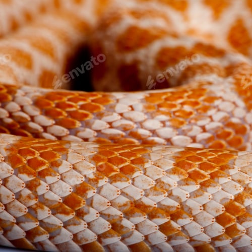 Preview: Close-up of corn snakeskin or red rat snakeskin, Pantherophis guttattus