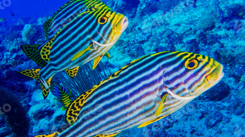 Preview: Striped Oriental Sweetlips, Maldives