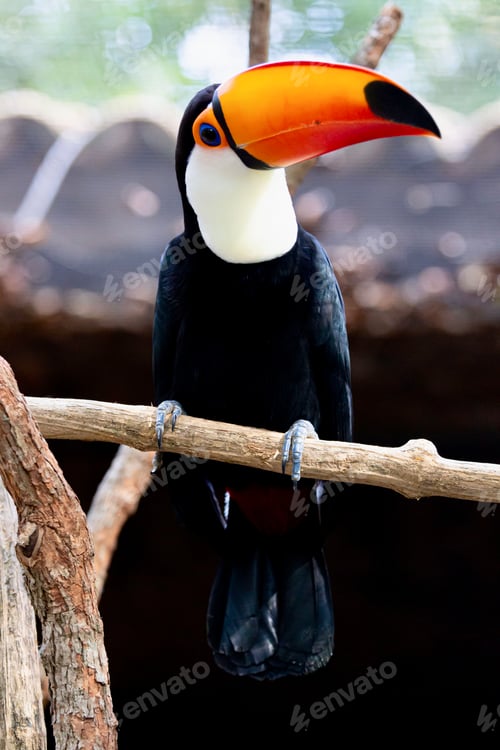 Preview: Close-up of the beautiful Toco Tucano in the tree.