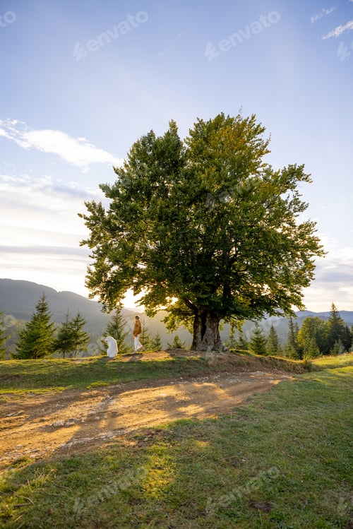 Preview: Golden Moments Under the Tree