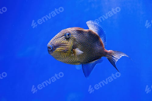 Preview: Underwater shot of Pseudobalistes fuscus fish