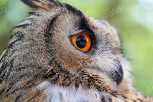 Preview: Closeup of an owl in a park