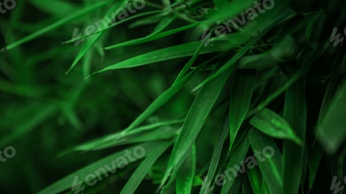 Preview: Closed up of asian bamboo wood forest, natural background. Green bamboo texture