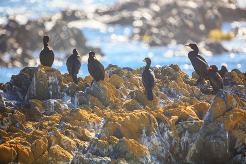 Preview: South Africa, Cape Town, Robben Island, Birds on the rocks