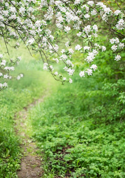 Preview: Path in the garden between flowering trees