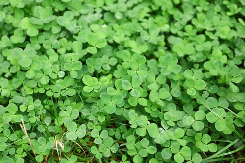 Preview: Green clover leaves as background