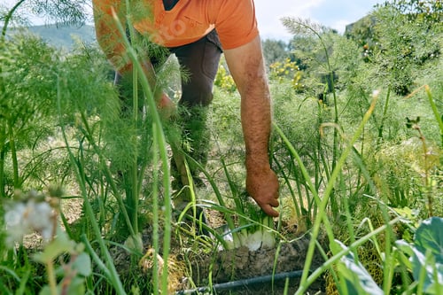 Preview: Close-up of male hands with fennel in the garden during the harvest.