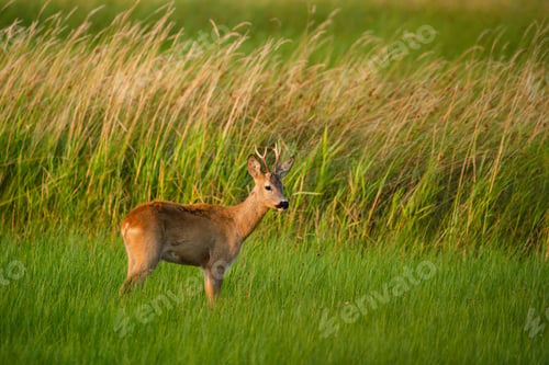 Preview: Roe deer buck on a field