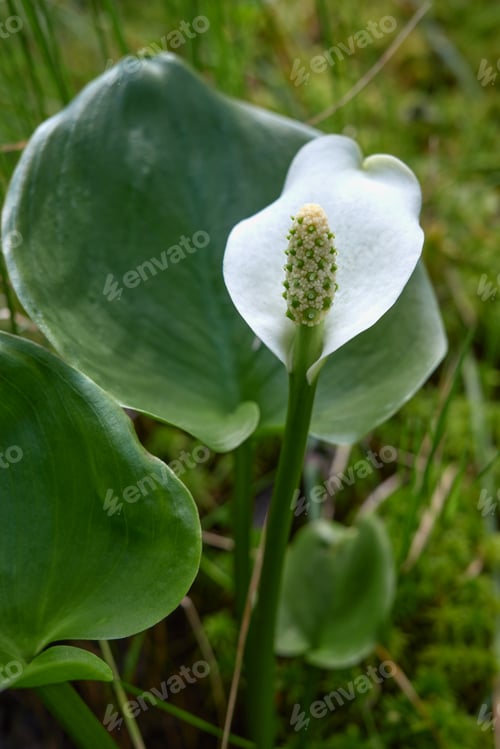 Preview: The beautiful marsh plant Calla of the genus Zantedeschia in Northern Europe.