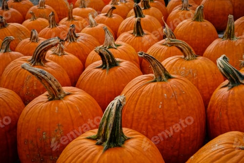 Preview: Pile of big fresh orange pumpkins with long stems - autumn harvest