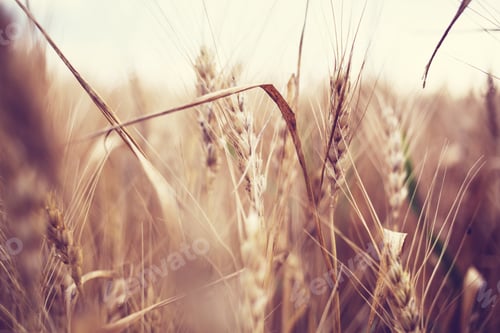 Preview: Wheat