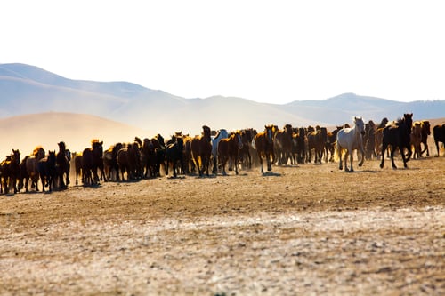 Preview: A herd of horses running in Inner Mongolia