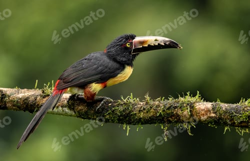 Preview: An Aracari in Costa Rica