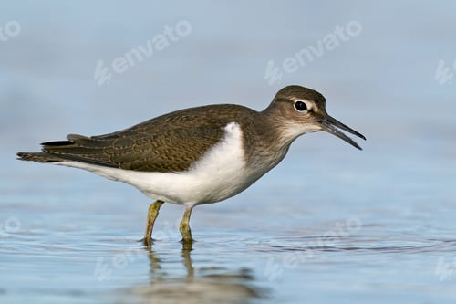 Preview: Common sandpiper (Actitis hypoleucos)