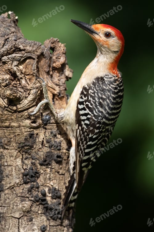 Preview: Red-bellied Woodpecker