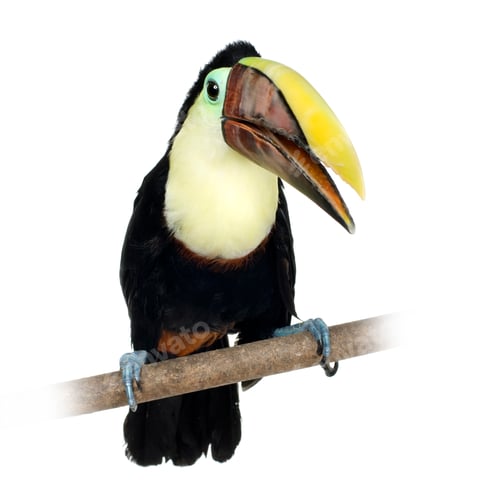 Preview: Swainson's Toucan