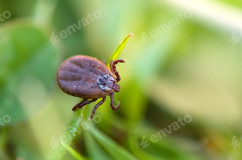 Preview: dangerous parasite