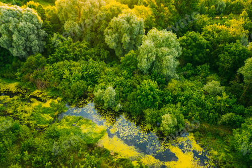 Preview: Belarus. Elevated View Of Green Small Bog Marsh Swamp Wetland And Green Forest Landscape In Sunny