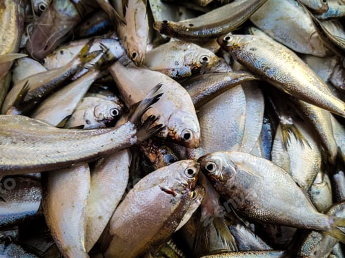 Preview: Closeup of a pile of freshly caught fish