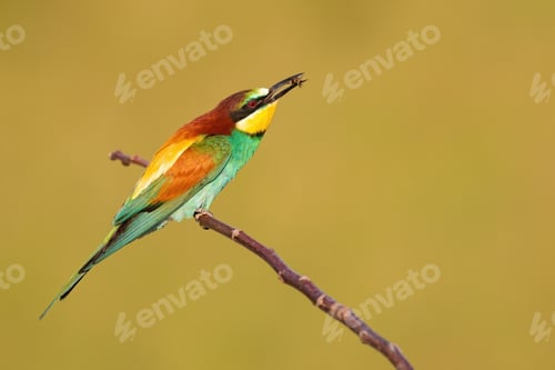 Preview: Multicoloured european bee-eater eating on branch in summer