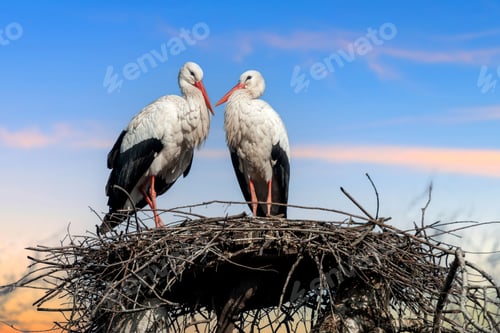 Preview: Two white storks perched on top of a nest