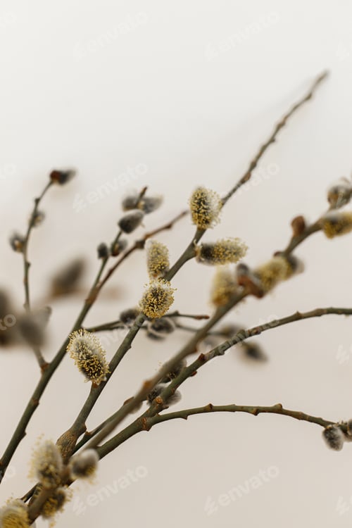 Preview: Willow branches close up in sunny light on white wall background. Happy Easter