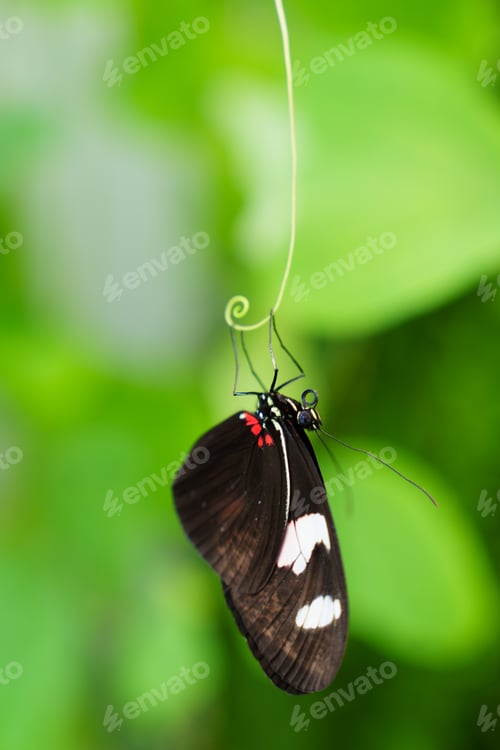 Preview: A Graceful Butterfly Resting on a Green Vine Surrounded by Lush Tropical Flora and Fauna