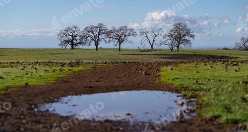 Preview: Puddle on green field against bare trees