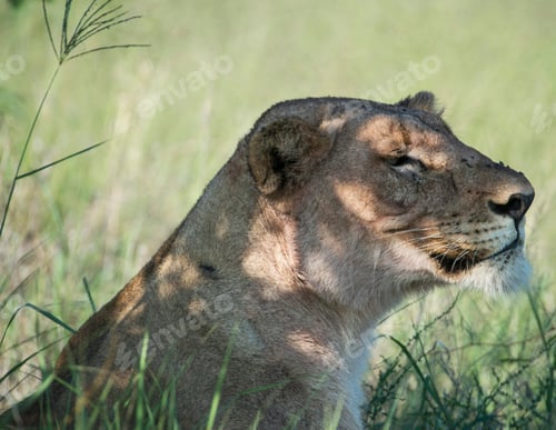 Preview: A Beautiful and Breathtaking wildlife in the World