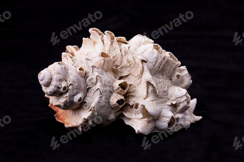 Preview: Side view of conch shell.