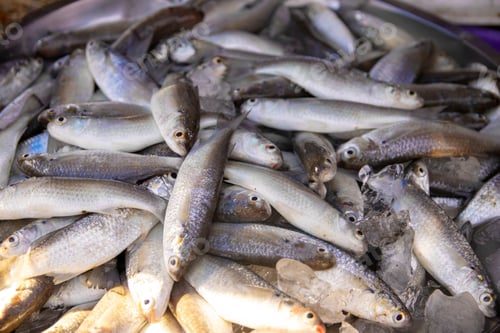 Preview: Many fish in the market