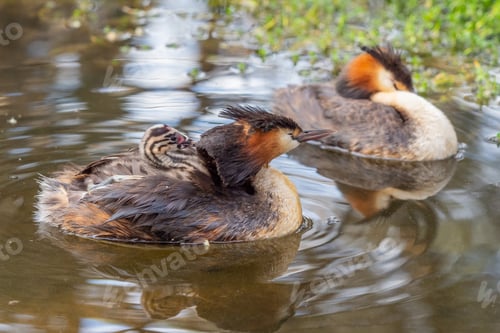 Preview: Great Crested Grebe Pair With Chick