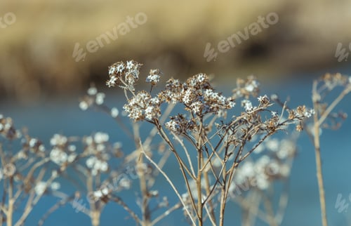 Preview: Dry Winter Flower On A Chicago Street