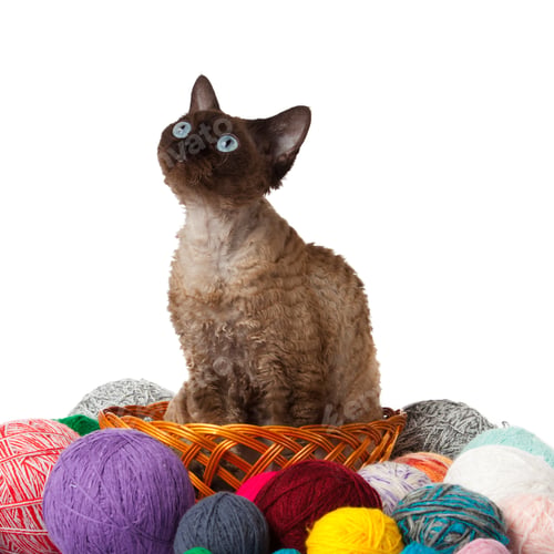 Preview: Cat Devon Rex on white background. kitten with balls of threads